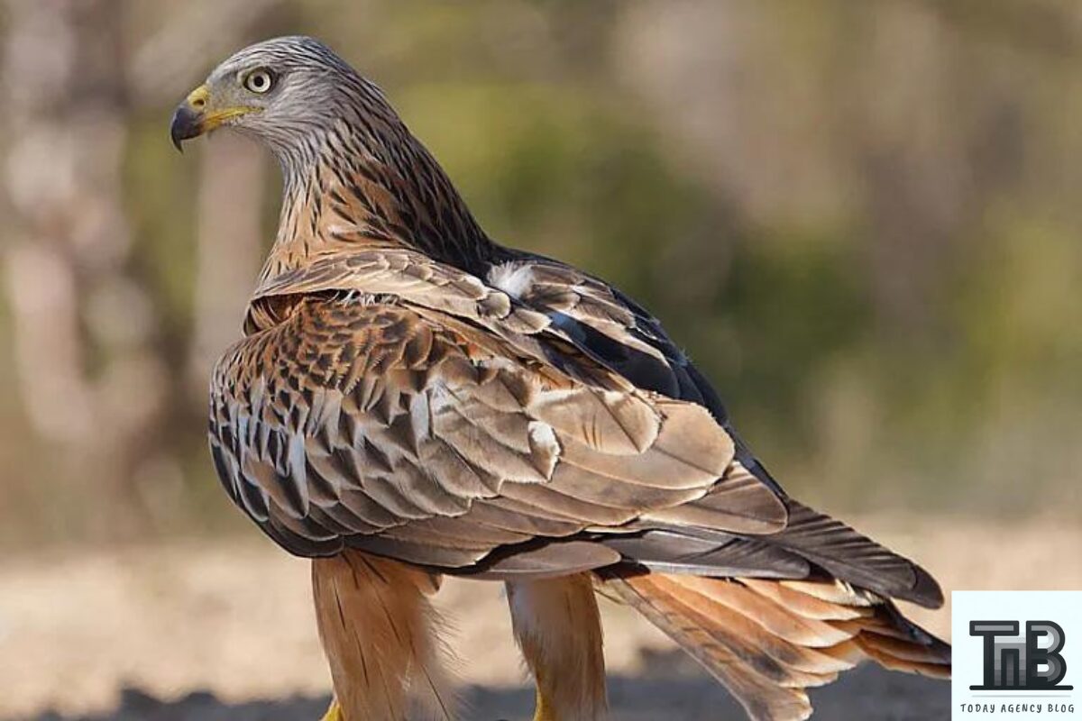 Red Kite