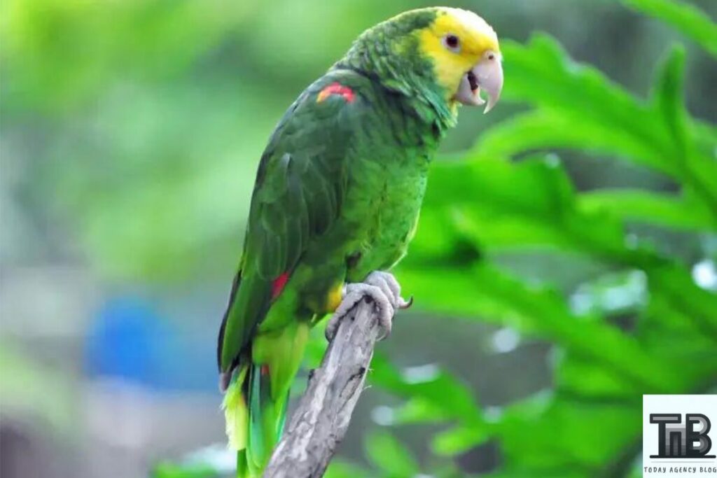 Yellow Headed Amazon Parrot