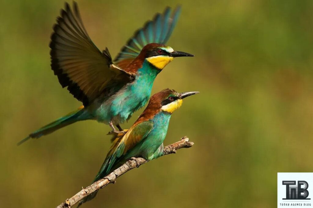 Birds Mating