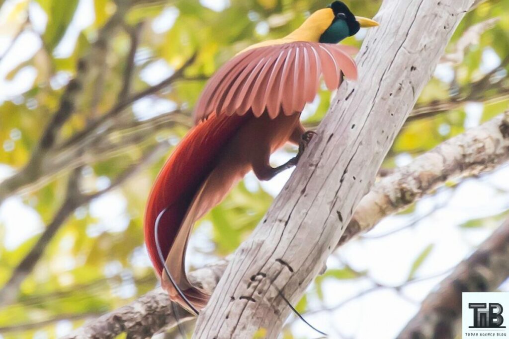 red bird of paradise